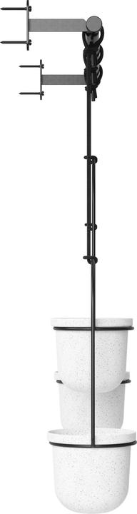 Produktbild Umbra Triflora (15 cm)