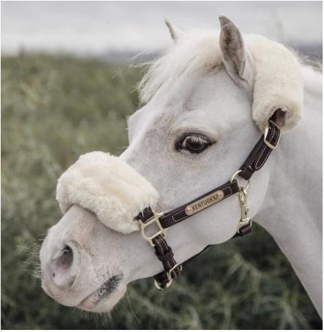 Kentucky Horsewear Licol en cuir pour poney