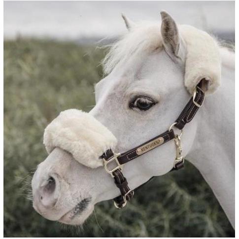 Kentucky Horsewear, Halfter