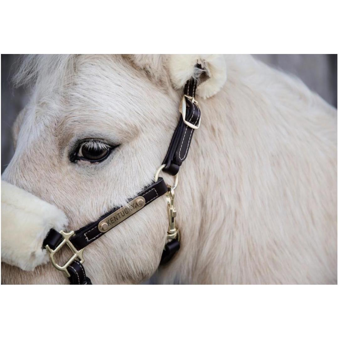 Thumbnail - Kentucky Horsewear, Halfter