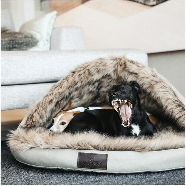 Immagine prodotto Kentucky Dogwear Cane letto Igloo (Cane)