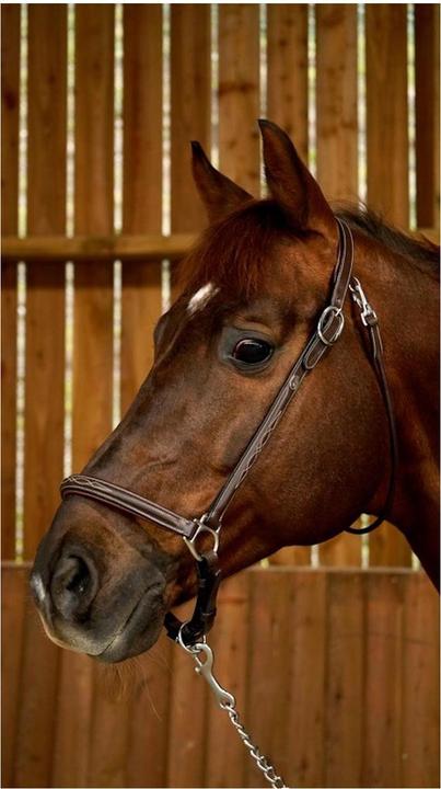 Produktbild Dy'on Stallhalfter Working Collection