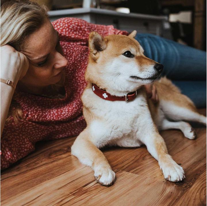 Actual product image Hunter Collar Swiss genuine leather (35, 36, 37, 38, 39, 40, 41, 42, 43, Dog, Walks)