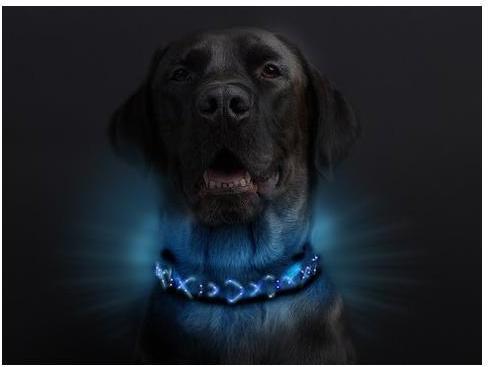 Produktbild Animal Light Leucht-Hundehalsband Beauty (L, Hund, Allgemein)