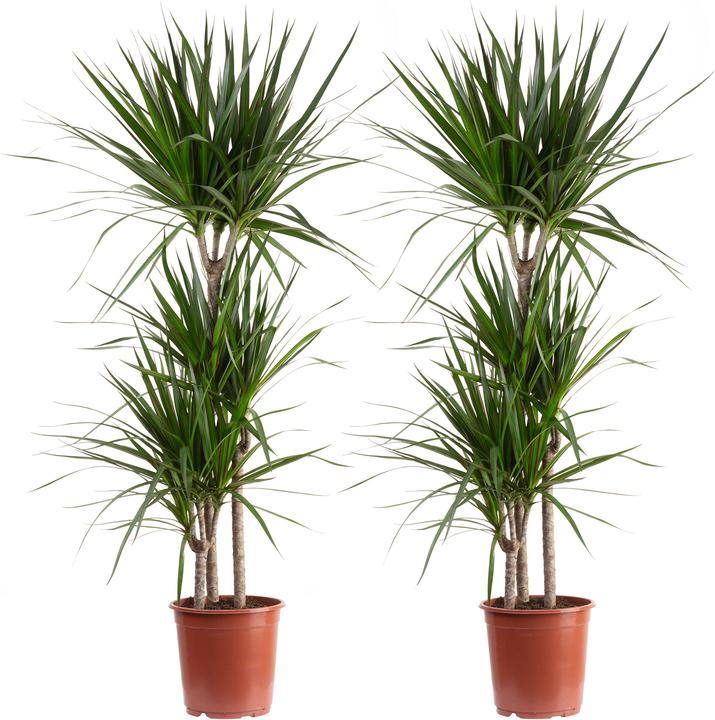Produktbild Flowerbox 2er-Set Gerandeter Drachenbaum - Dracaena marginata (120 cm)