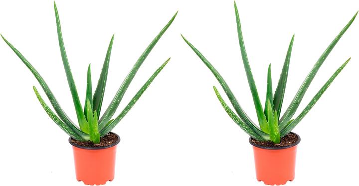 Produktbild Flowerbox 2er-Set Echte Aloe - Aloe vera (40 cm)