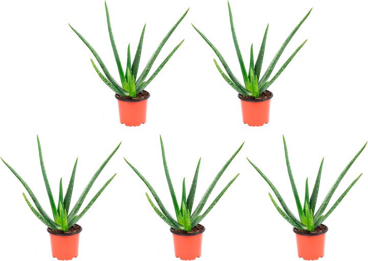 Flowerbox 5er-Set Echte Aloe - Aloe vera (40 cm) - kaufen bei Galaxus -  Galaxus