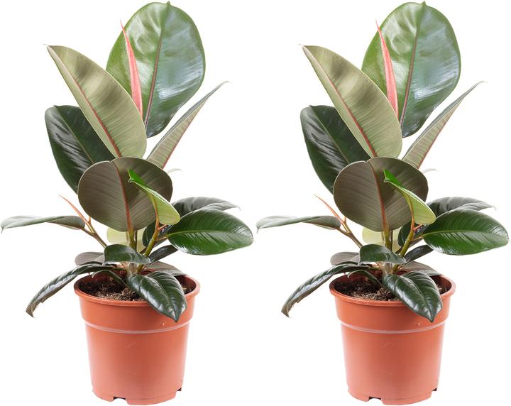 Produktbild Flowerbox Ficus elastica "Robusta" (50 cm)