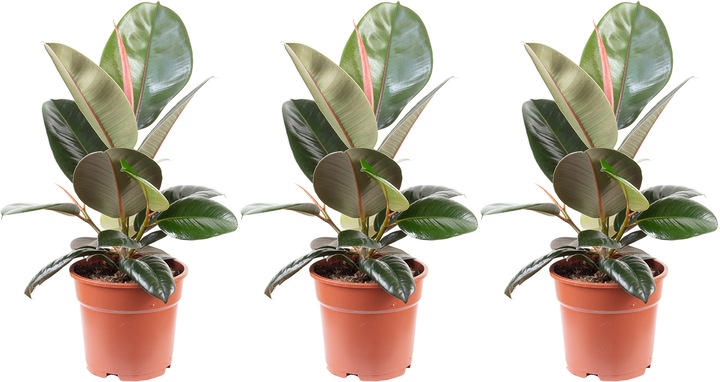 Immagine prodotto Flowerbox Set di 3 alberi della gomma - Ficus elastica "Robusta (50 cm)