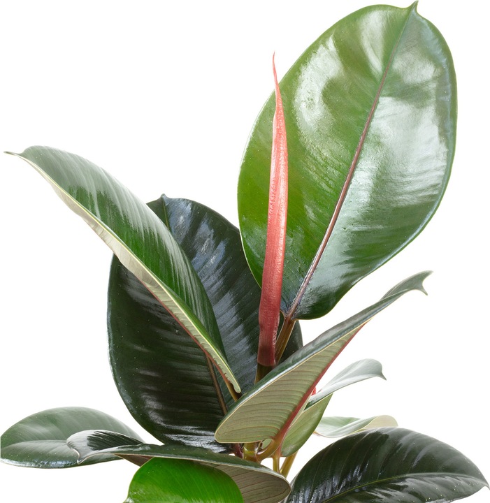 Immagine prodotto Flowerbox Set di 3 alberi della gomma - Ficus elastica "Robusta (50 cm)