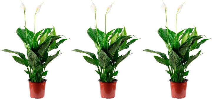 Produktbild Flowerbox 3er-Set Einblatt - Spathiphyllum (50 cm)