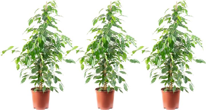 Flowerbox 3er-Set Birkenfeige "Forever - Ficus benjamini (110 cm)