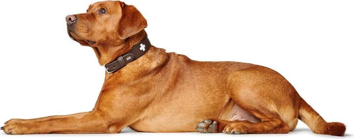 Actual product image Hunter Collar Swiss genuine leather (47, 48, 49, 50, 52, 54, Dog, General)