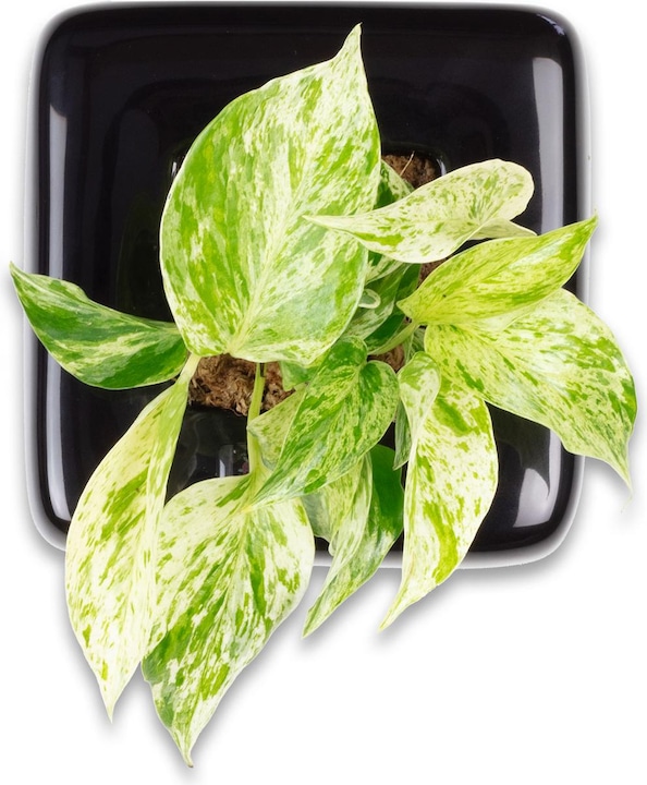 Image du produit Flowerbox Végétalisation des murs Box 1