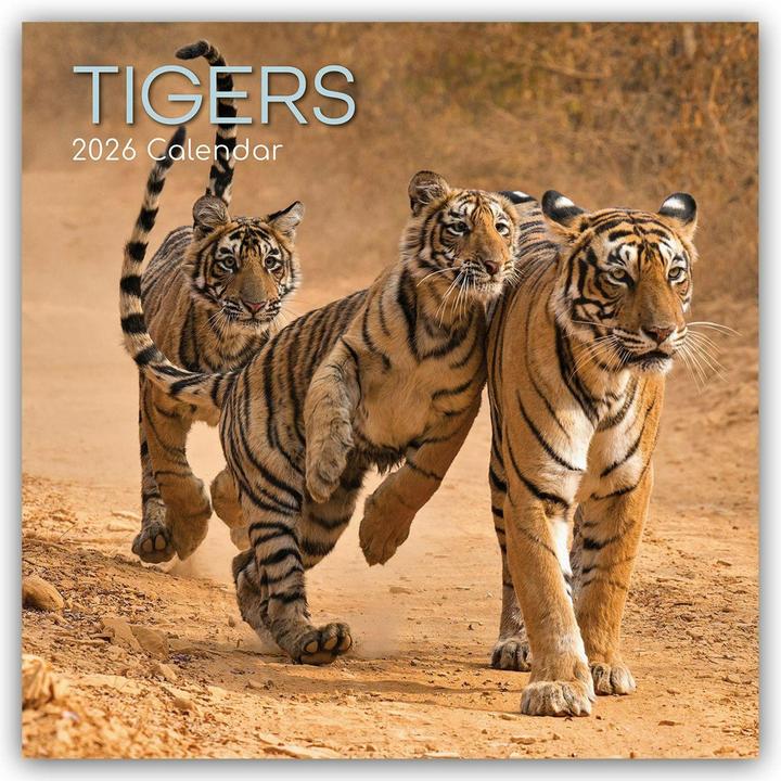 Actual product image The Gifted Stationery Co. Ltd:Tigers - (30.5 x 30.5 cm)