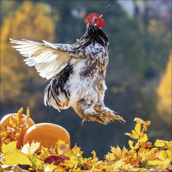 Produktbild Hhner 2026 (30 x 30 cm)