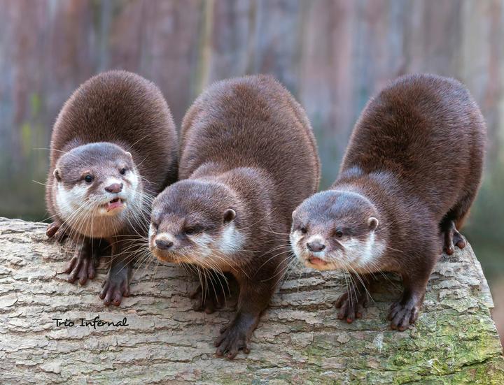 Produktbild Otter Kalender 2026 Wandkalender Eintragkalender