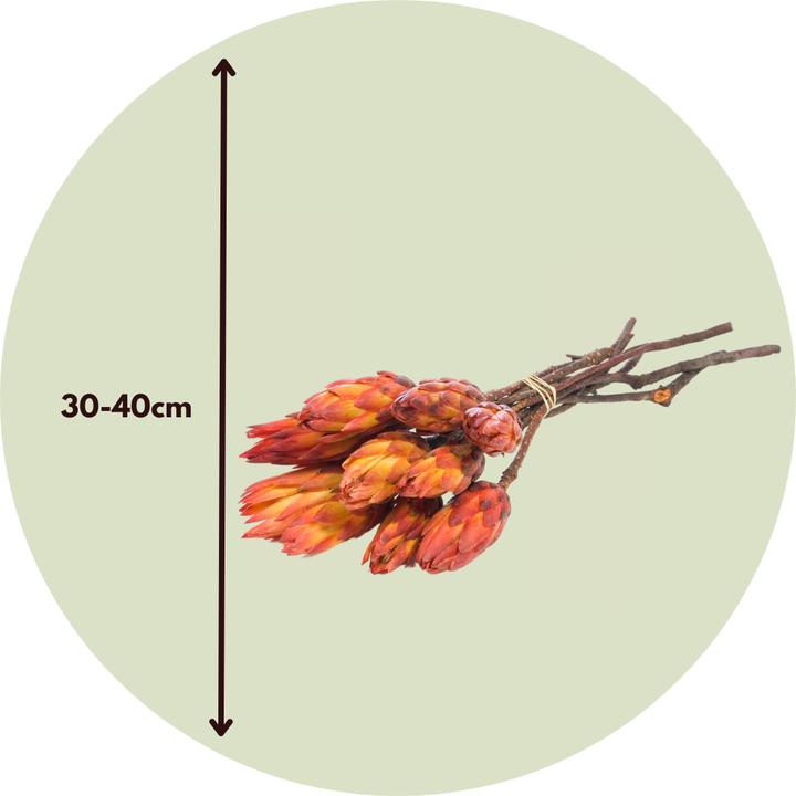 Produktbild Plant in a Box - (30 cm)