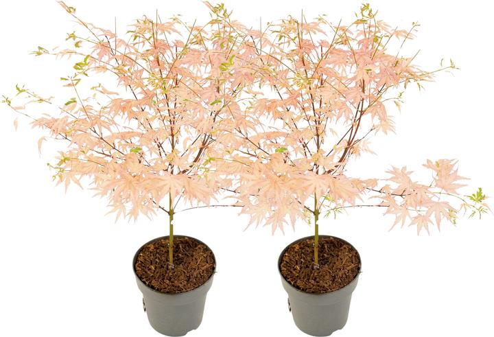 Actual product image Plant in a Box Acer Palmatum 'Taylor' - set of 2 maple trees (35 cm)