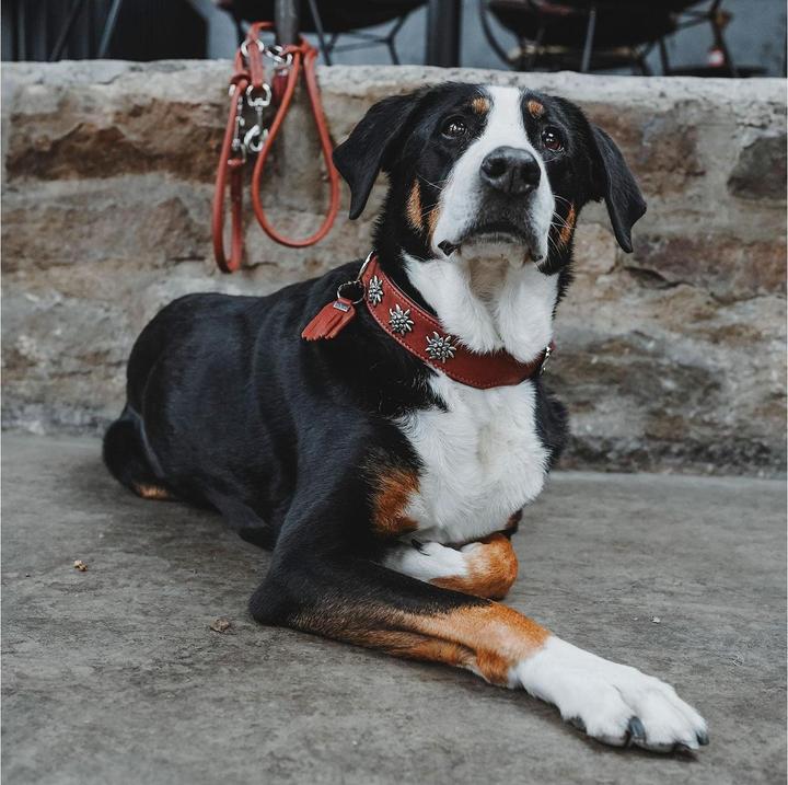 Immagine prodotto Hunter Collare Monaco per cani 42 (42, Cane, Generale)