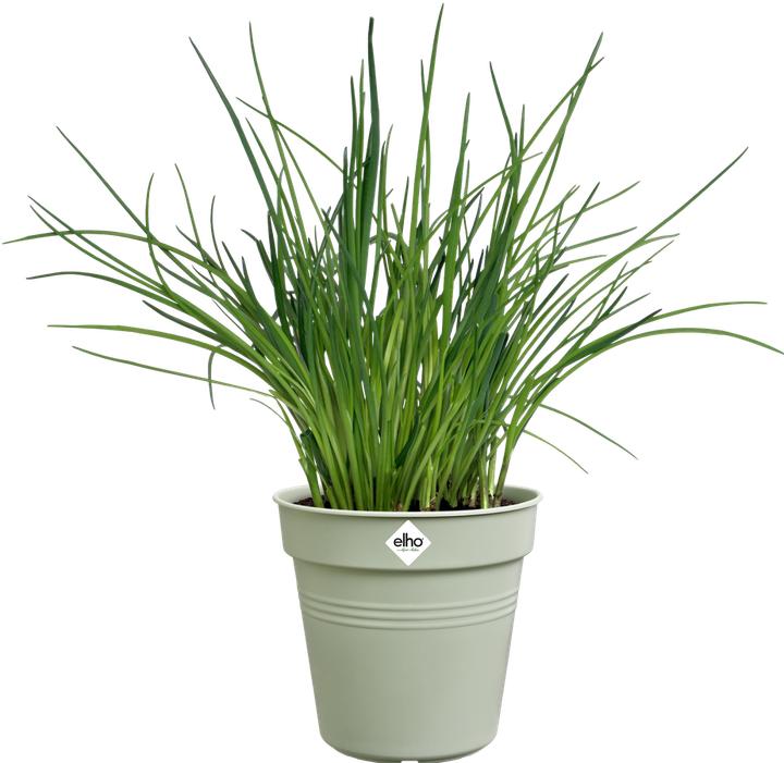 Actual product image Elho Green Basics