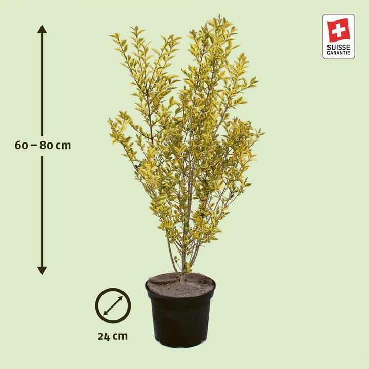 Zulauf Ovalblttriger Liguster / Ligustrum ovalifolium 'Aureum'