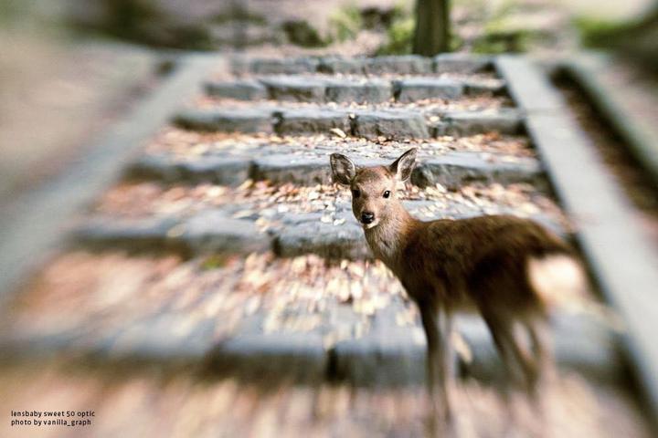 Productafbeelding Lensbaby Composer Pro II incl. Sweet 50 optiek Canon EF (Canon EF, APS-C / DX, Volledig formaat)