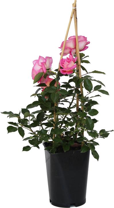 Zulauf Rosier Renaissance (40 cm)