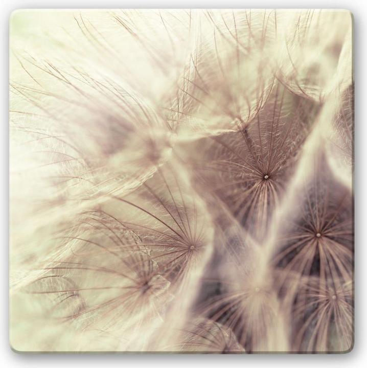 Image du produit Trenddeko Pissenlit Close Up (20 x 20 cm)