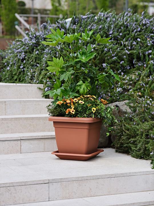 Immagine prodotto Herstera Plato Nazca