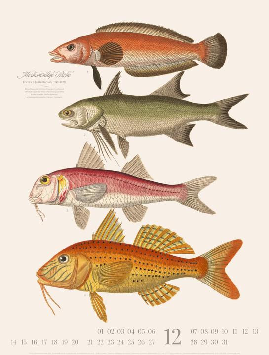 Produktbild Fische Kalender 2026