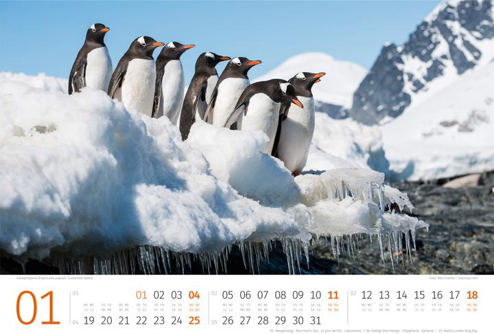 Produktbild Pinguine Kalender 2026