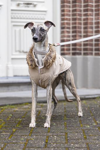 Actual product image Designed by Lotte Dog coat Philos (XL, Dog coat)