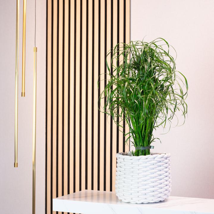 Produktbild Flowerbox Zyperngras - Cyperus alternifolius (60 cm)