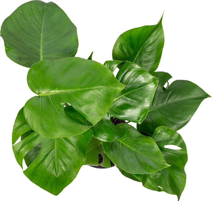 Immagine prodotto Flowerbox Foglia di finestra - Monstera Deliciosa (75 cm)