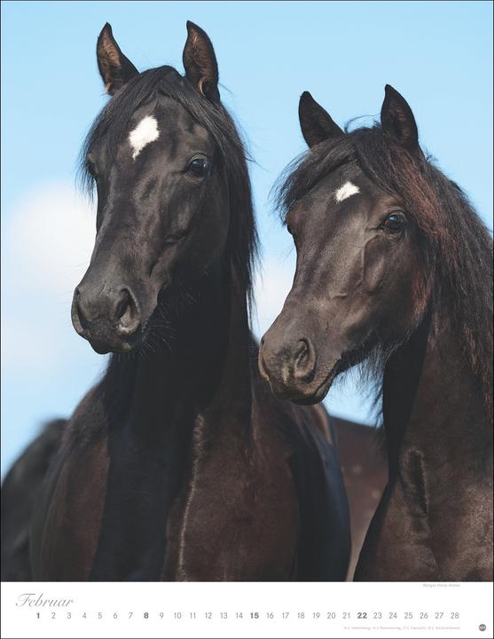 Produktbild Pferde Classics Posterkalender 2026