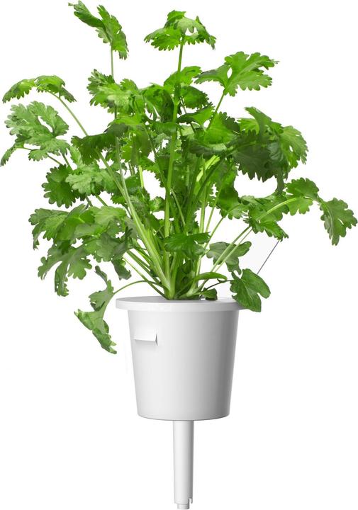 Immagine prodotto Click and Grow coriandolo (Semi di erbe)
