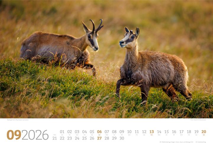 Image du produit Tierwelt Wald Kalender 2026 (45 x 33 cm, Couverture rigide, Allemand)