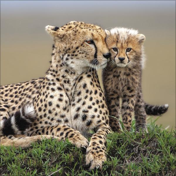 Produktbild Big Cats 2026