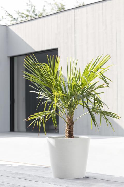 Immagine prodotto Ecopots Amsterdam (30 cm)