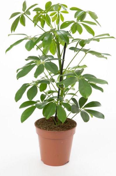 Immagine prodotto VEG and the City Viru (ray aralia Schefflera) (50 cm)