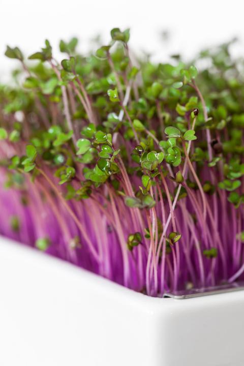 Actual product image Heimgart Red Cabbage (Seedlings)