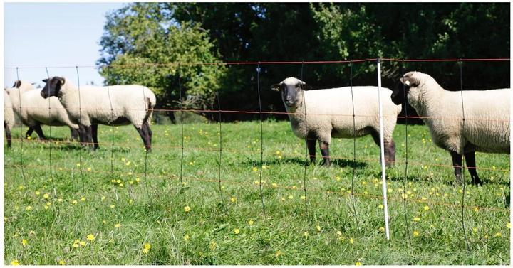 Produktbild Kerbl 27351 Titan Light Net, Einzelspitze, 50m x 90cm (Hund)