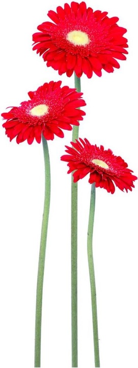 Produktbild Trenddeko Gerbera Bundle Rot (30 x 80 cm)