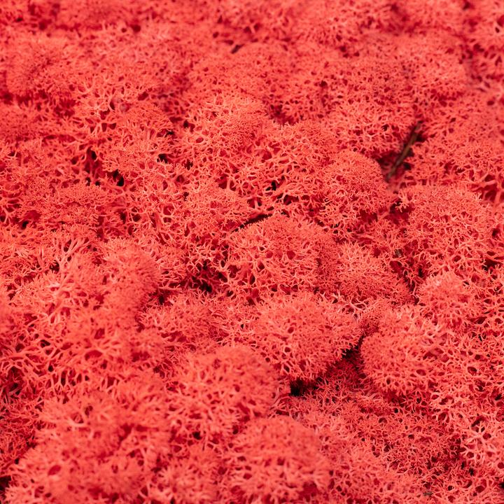 Actual product image Flowerbox Iceland moss