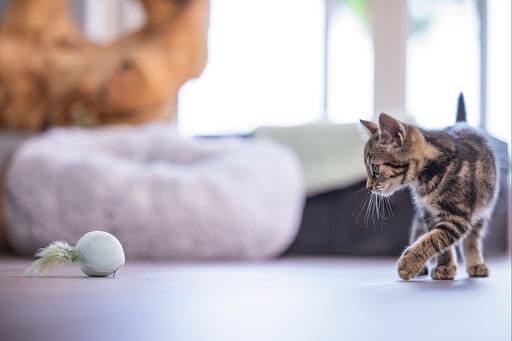 Immagine prodotto Beeztees Gatto giocattolo palla + molla Rizo