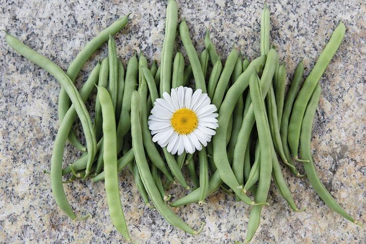 Produktbild Zollinger Bio Stangenbohne, Juli