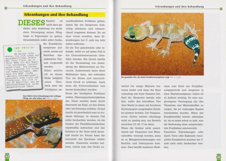 Immagine prodotto Der Australische Dickschwanzgecko (Tedesco, Andreas Laube, 2006)
