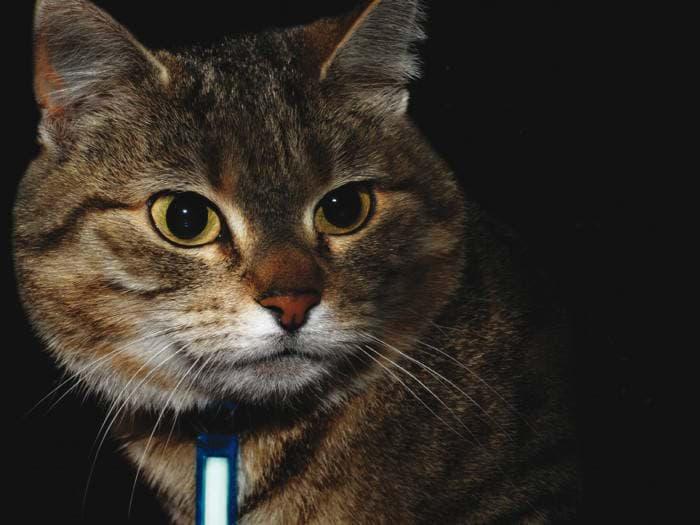 Immagine prodotto Ni-Glo Glow marker - Panther Pin McNett