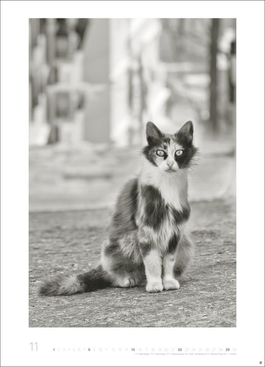 Produktbild Cats Edition Kalender 2026 (49 x 68 cm)